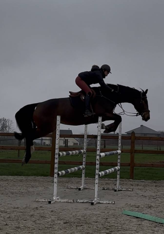 &Agrave; vendre, cheval SBS de 5ans 