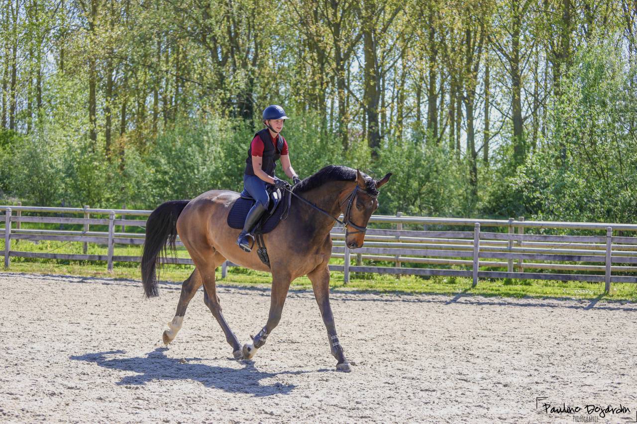 &Agrave; vendre, cheval SBS de 5ans 