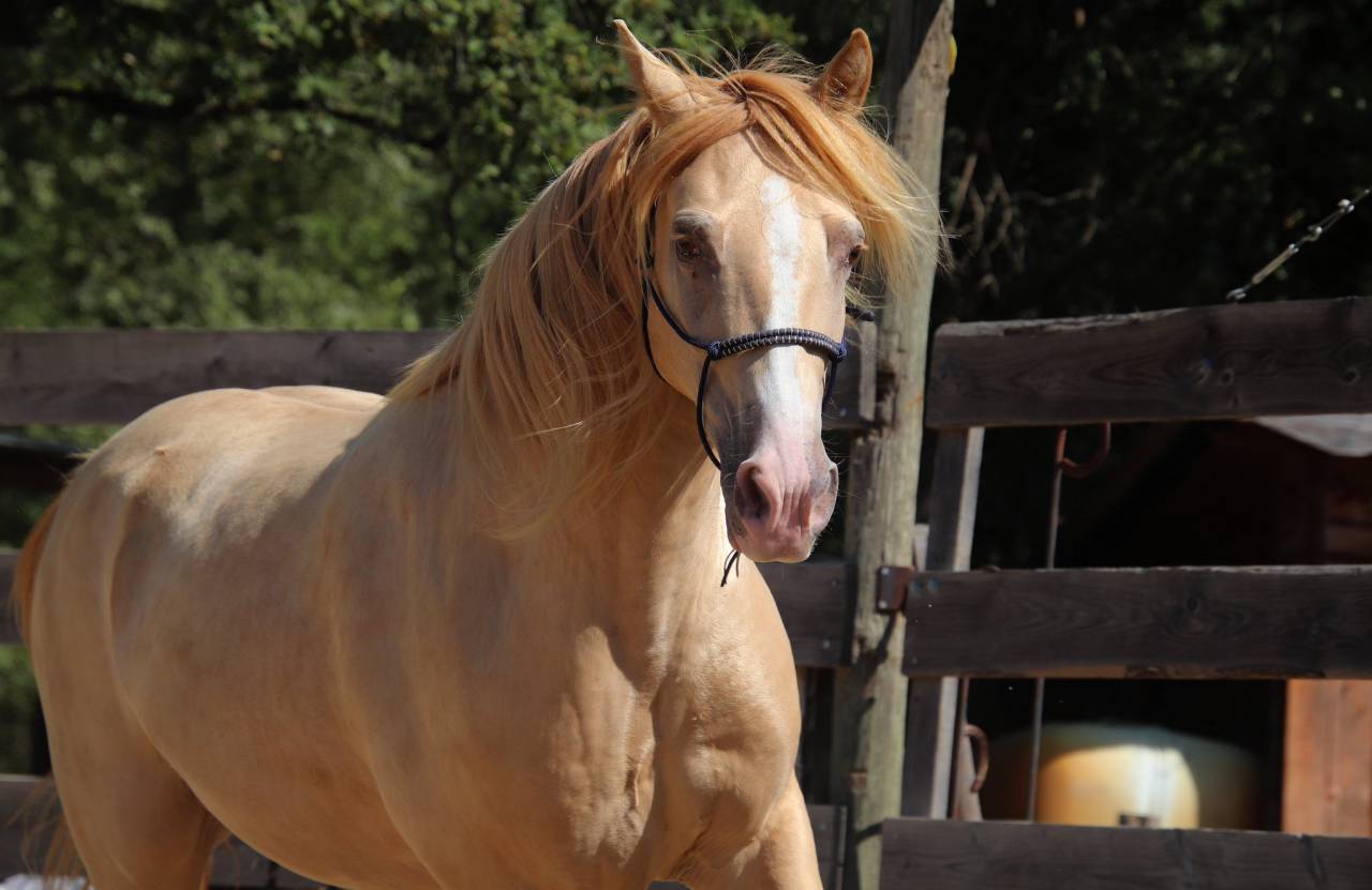 Rocky Mountain 10 ans