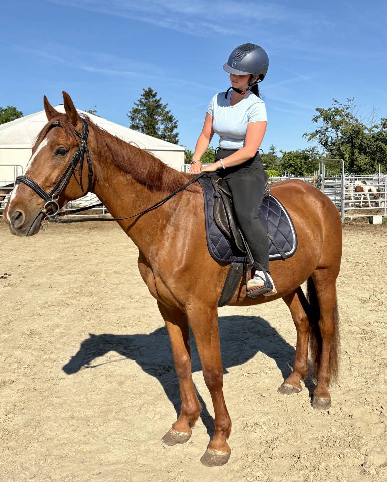 Magnifique Hongre Trotteur de 11 ans 