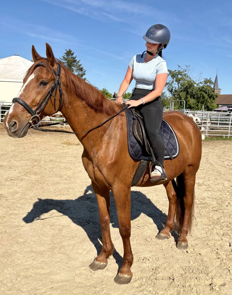 Magnifique Hongre Trotteur de 11 ans 