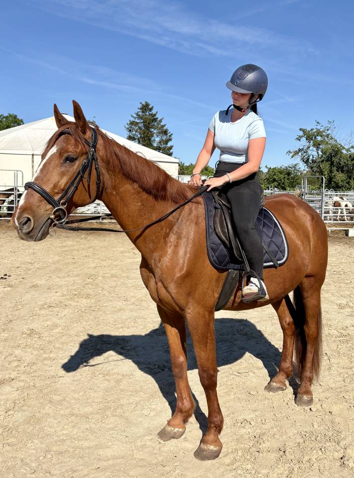 Magnifique Hongre Trotteur de 11 ans 