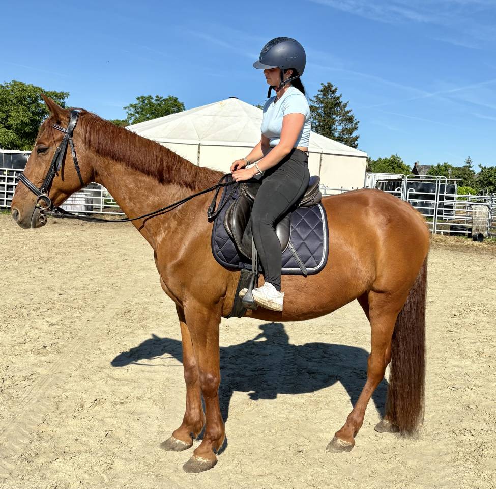 Magnifique Hongre Trotteur de 11 ans 