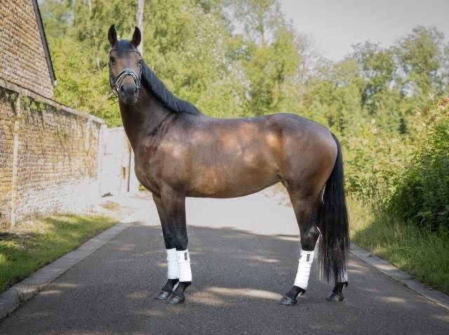 Splendide jument de 8 ans &ndash; Polyvalente & 