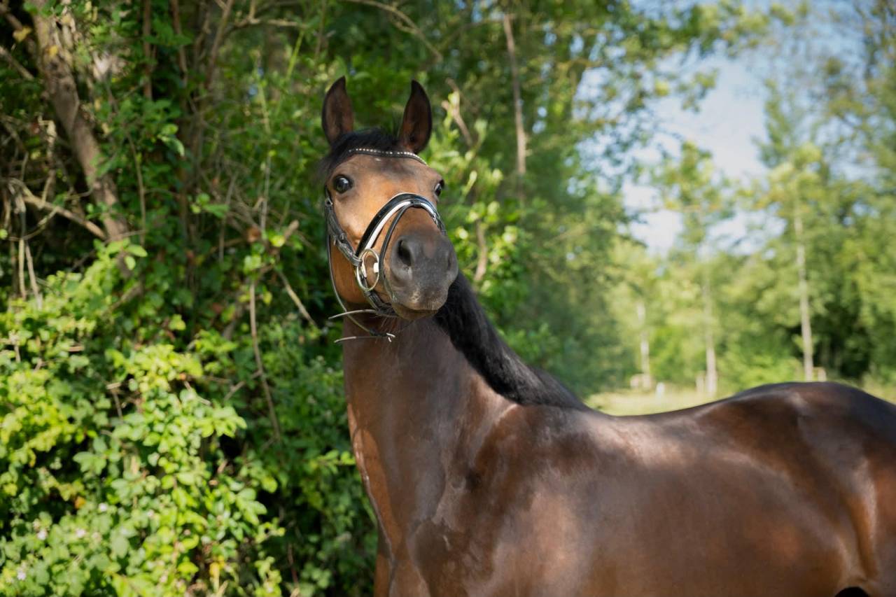 Splendide jument de 8 ans &ndash; Polyvalente & 