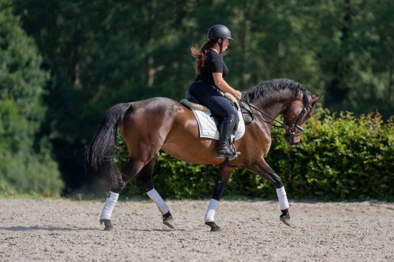 Splendide jument de 8 ans &ndash; Polyvalente & 