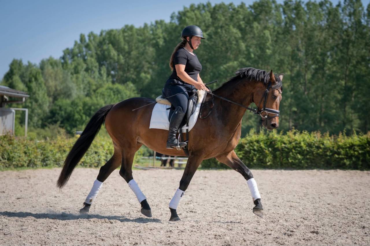 Splendide jument de 8 ans &ndash; Polyvalente & 