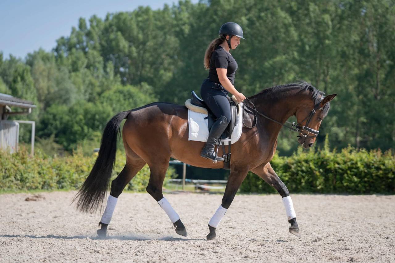 Splendide jument de 8 ans &ndash; Polyvalente & 