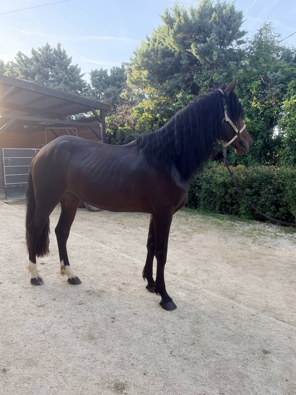 Cheval &agrave; vendre 