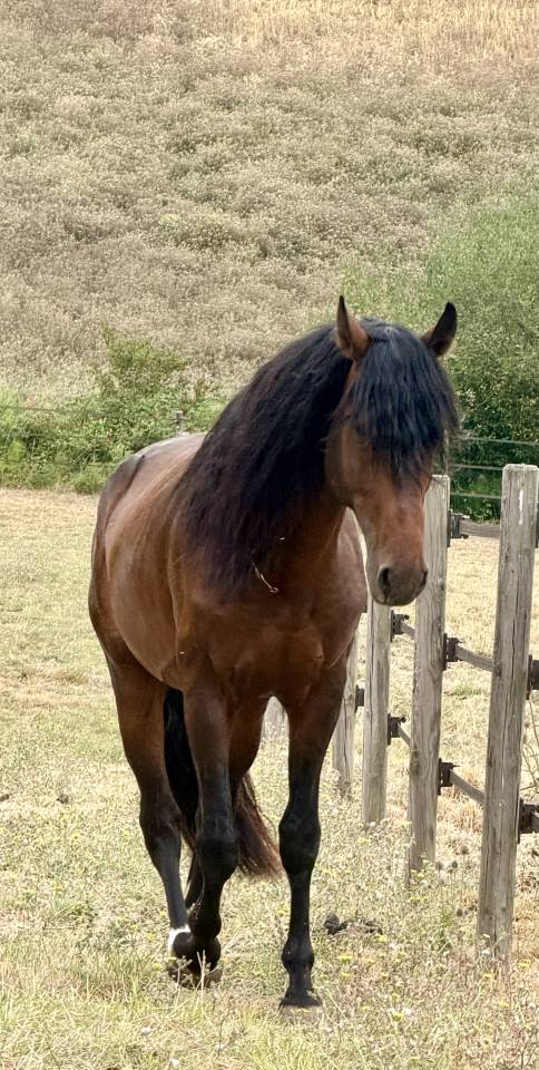 Cheval &agrave; vendre 