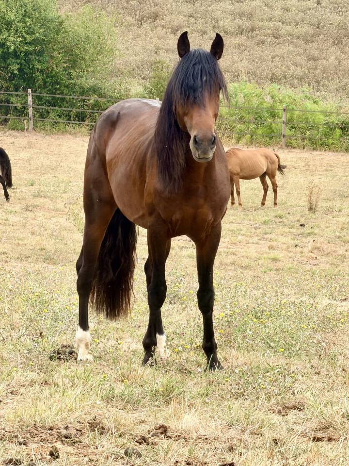 Cheval &agrave; vendre 