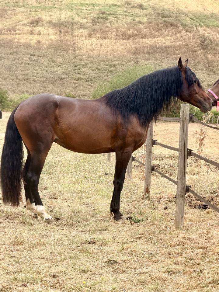 Cheval &agrave; vendre 