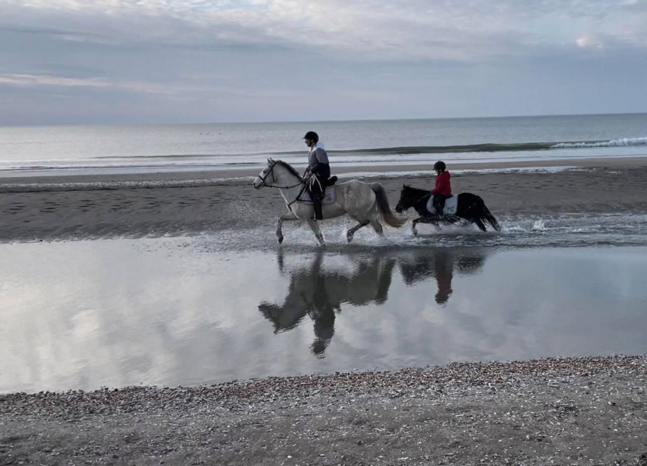 Dream des Lauzes, connemara PP, 13 ans