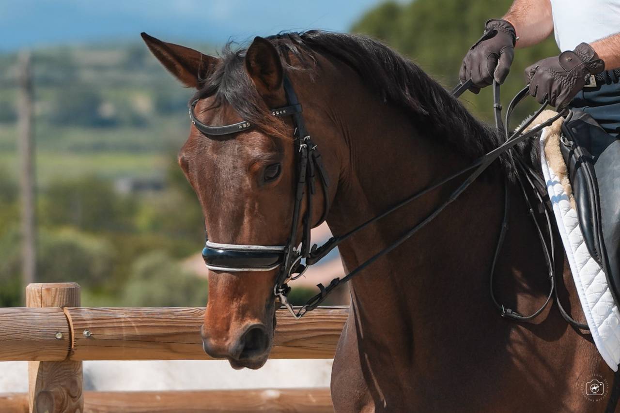 Jument - Hanovrienne - 10 ans - Dressage  - France