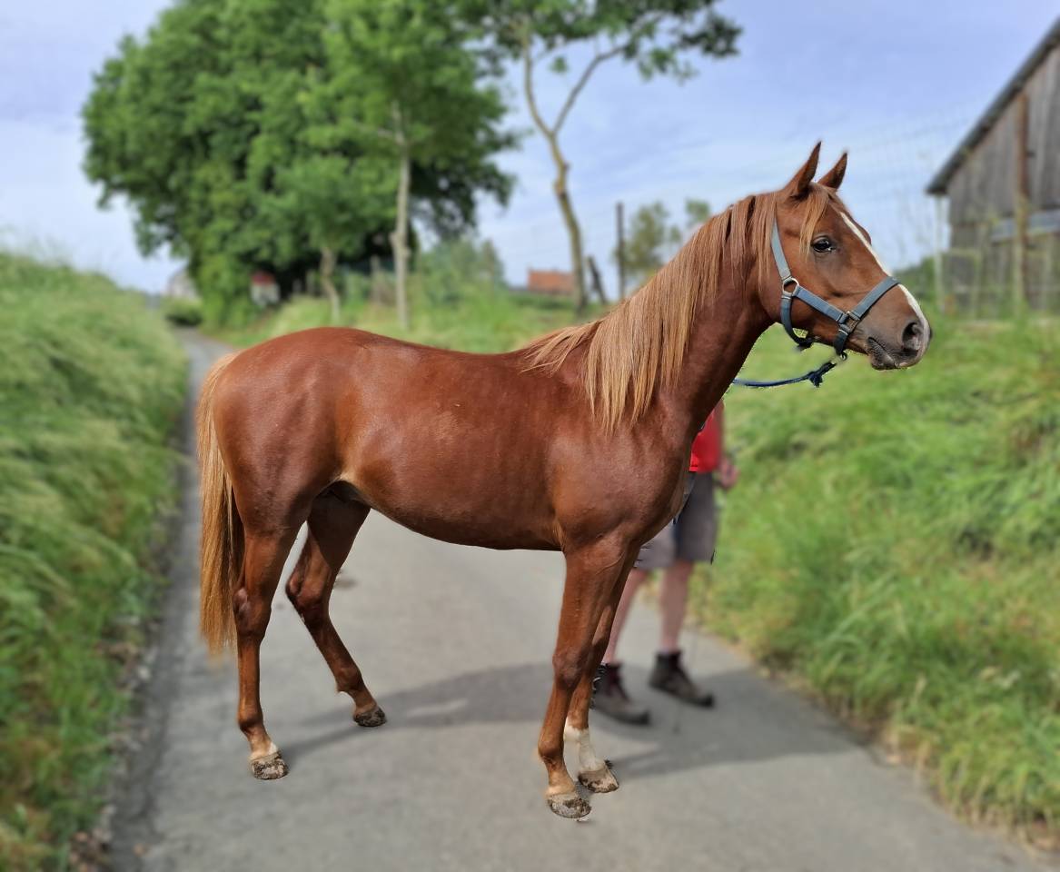 Etalon 2 ans