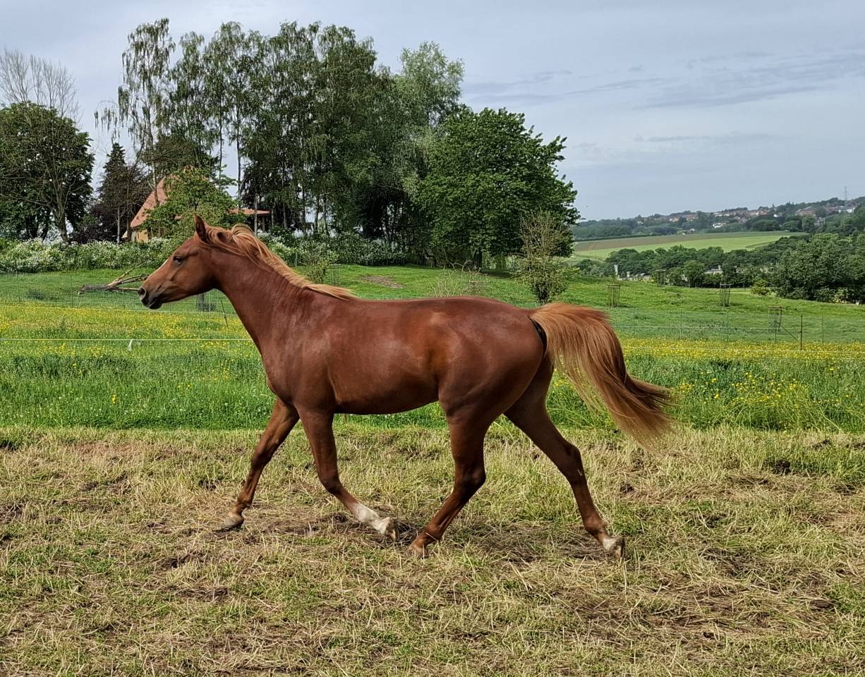 Etalon 2 ans