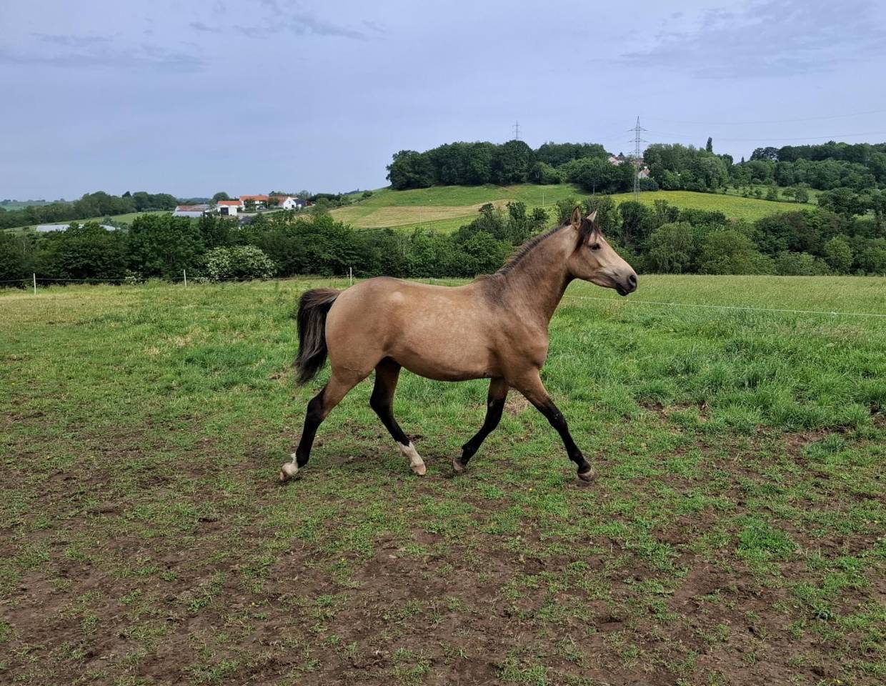 Etalon 2 ans