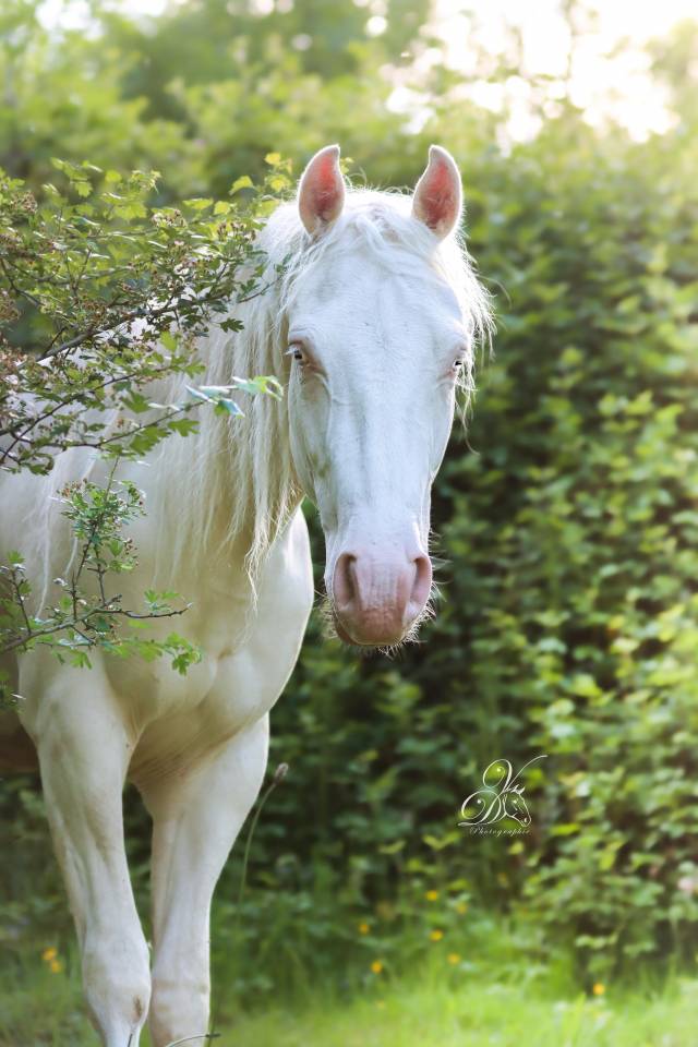 Cheval Azt&egrave;que 3 ans &agrave; vendre