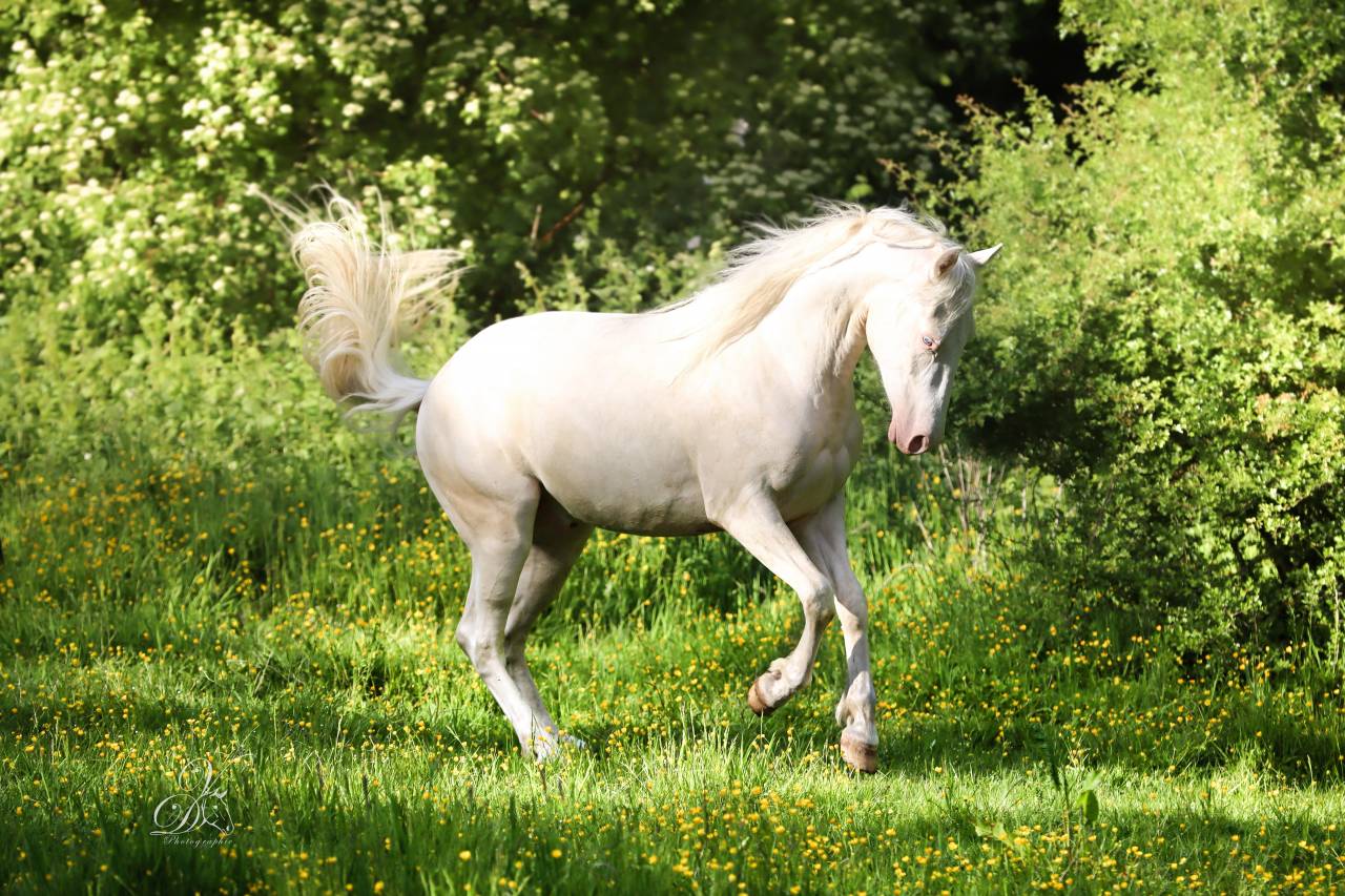 Cheval Azt&egrave;que 3 ans &agrave; vendre
