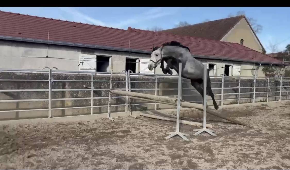 Male SF 4 ans Catchar mail x Casano