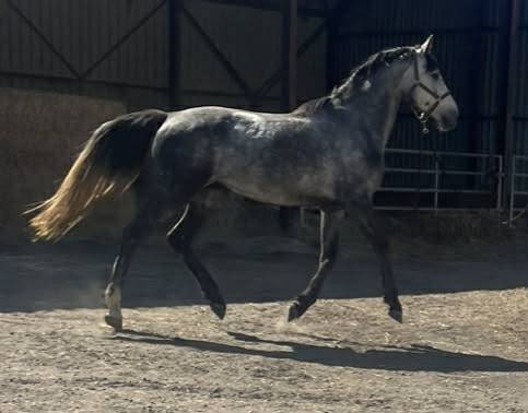 Male SF 4 ans Catchar mail x Casano