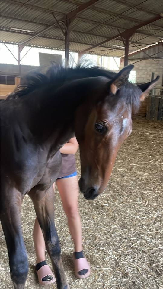 Tr&egrave;s beau poulain SF &agrave; r&eacute;server(Dartagnan de Belliard)