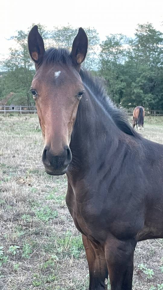 Tr&egrave;s beau poulain SF &agrave; r&eacute;server(Dartagnan de Belliard)