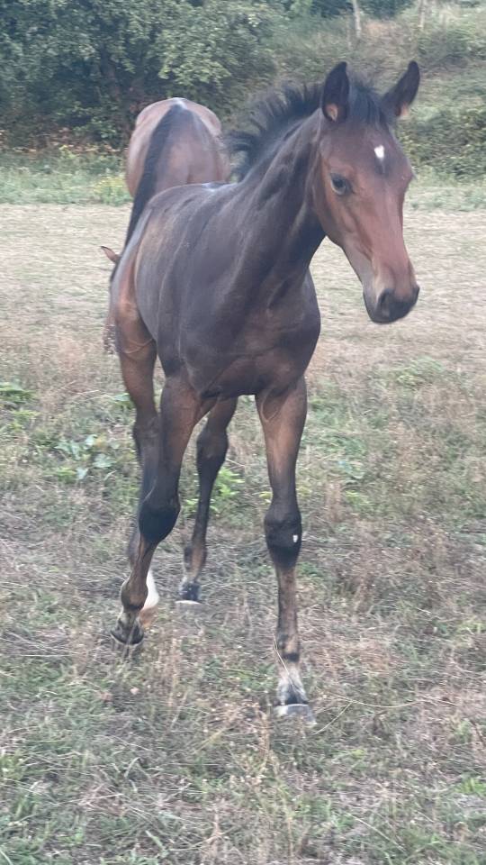 Tr&egrave;s beau poulain SF &agrave; r&eacute;server(Dartagnan de Belliard)