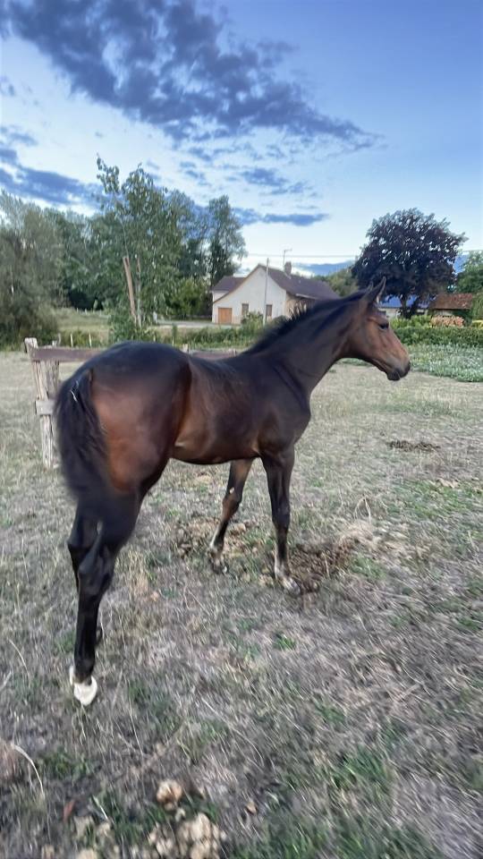 Tr&egrave;s beau poulain SF &agrave; r&eacute;server(Dartagnan de Belliard)