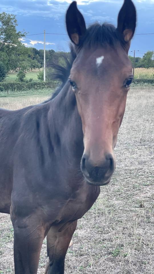 Tr&egrave;s beau poulain SF &agrave; r&eacute;server(Dartagnan de Belliard)