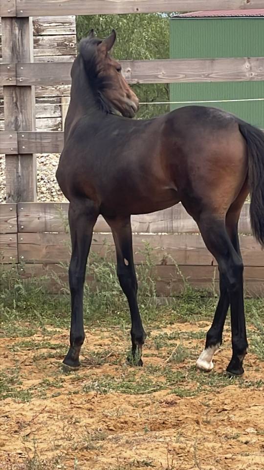 Tr&egrave;s beau poulain SF &agrave; r&eacute;server(Dartagnan de Belliard)