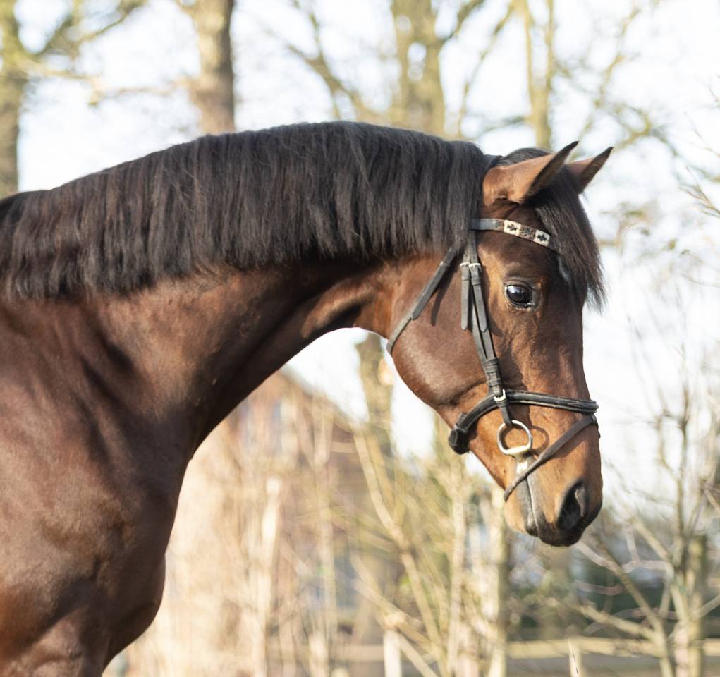 Entier KWPN Cheval de Sport N&eacute;erlandais A vendre 2020 Brun par Next Romancier