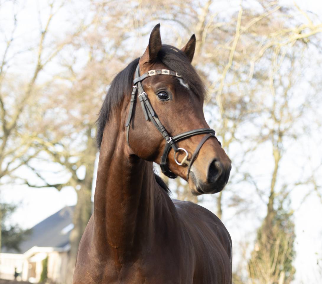 Entier KWPN Cheval de Sport N&eacute;erlandais A vendre 2020 Brun par Next Romancier