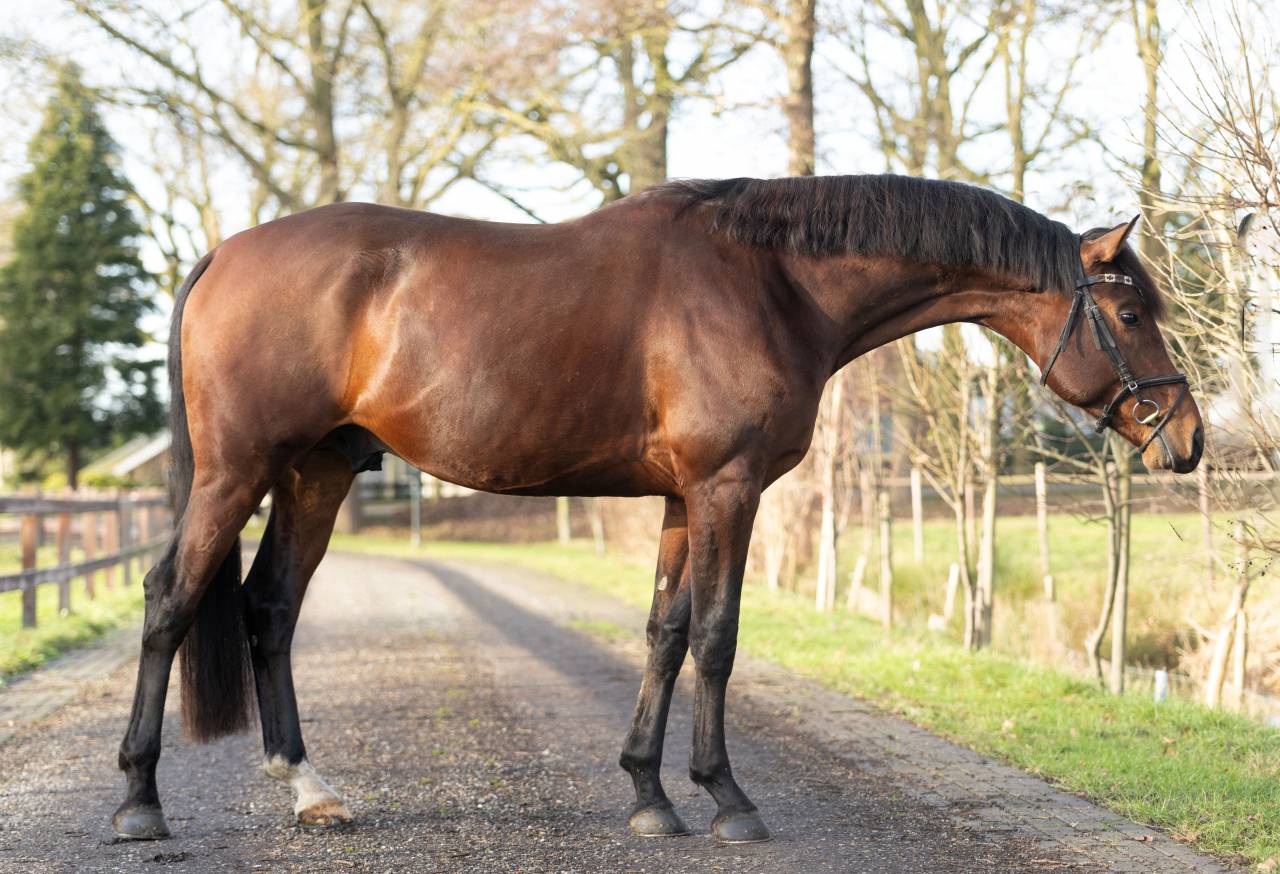 Entier KWPN Cheval de Sport N&eacute;erlandais A vendre 2020 Brun par Next Romancier