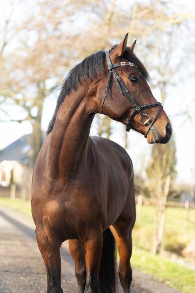 Entier KWPN Cheval de Sport N&eacute;erlandais A vendre 2020 Brun par Next Romancier