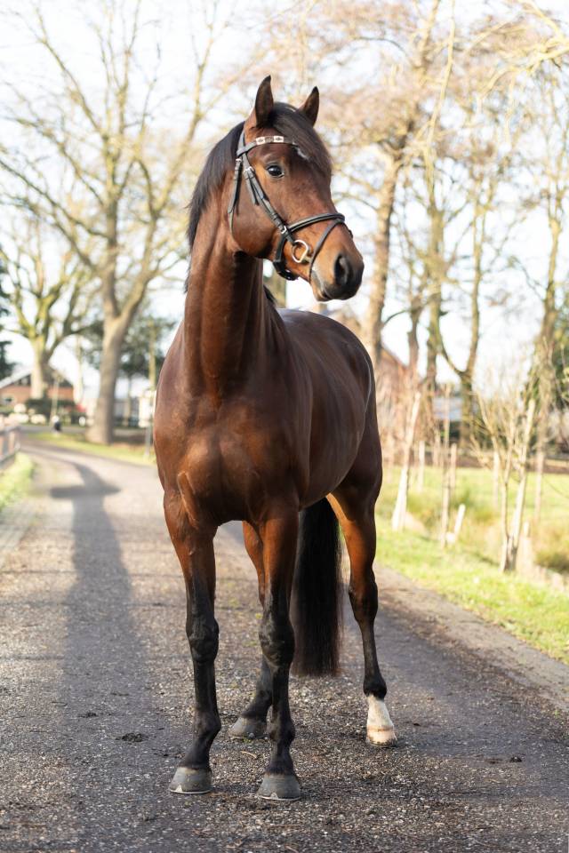 Entier KWPN Cheval de Sport N&eacute;erlandais A vendre 2020 Brun par Next Romancier