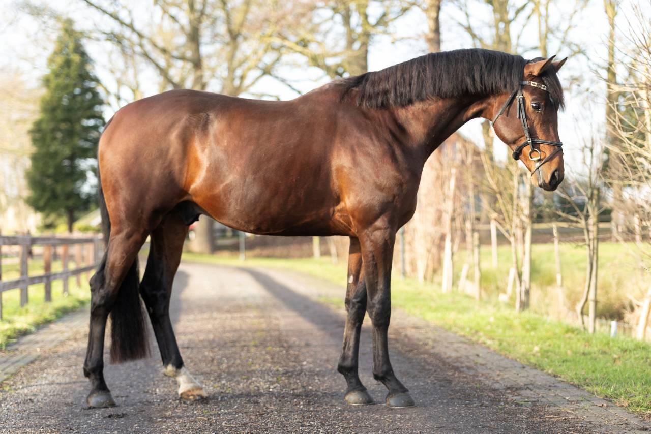 Entier KWPN Cheval de Sport N&eacute;erlandais A vendre 2020 Brun par Next Romancier