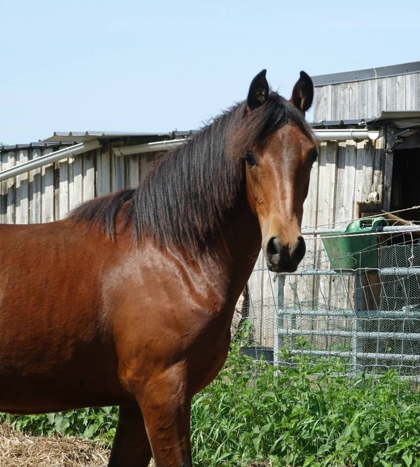 REVA Pouliche croisee prex arabe x rocky mountain horse