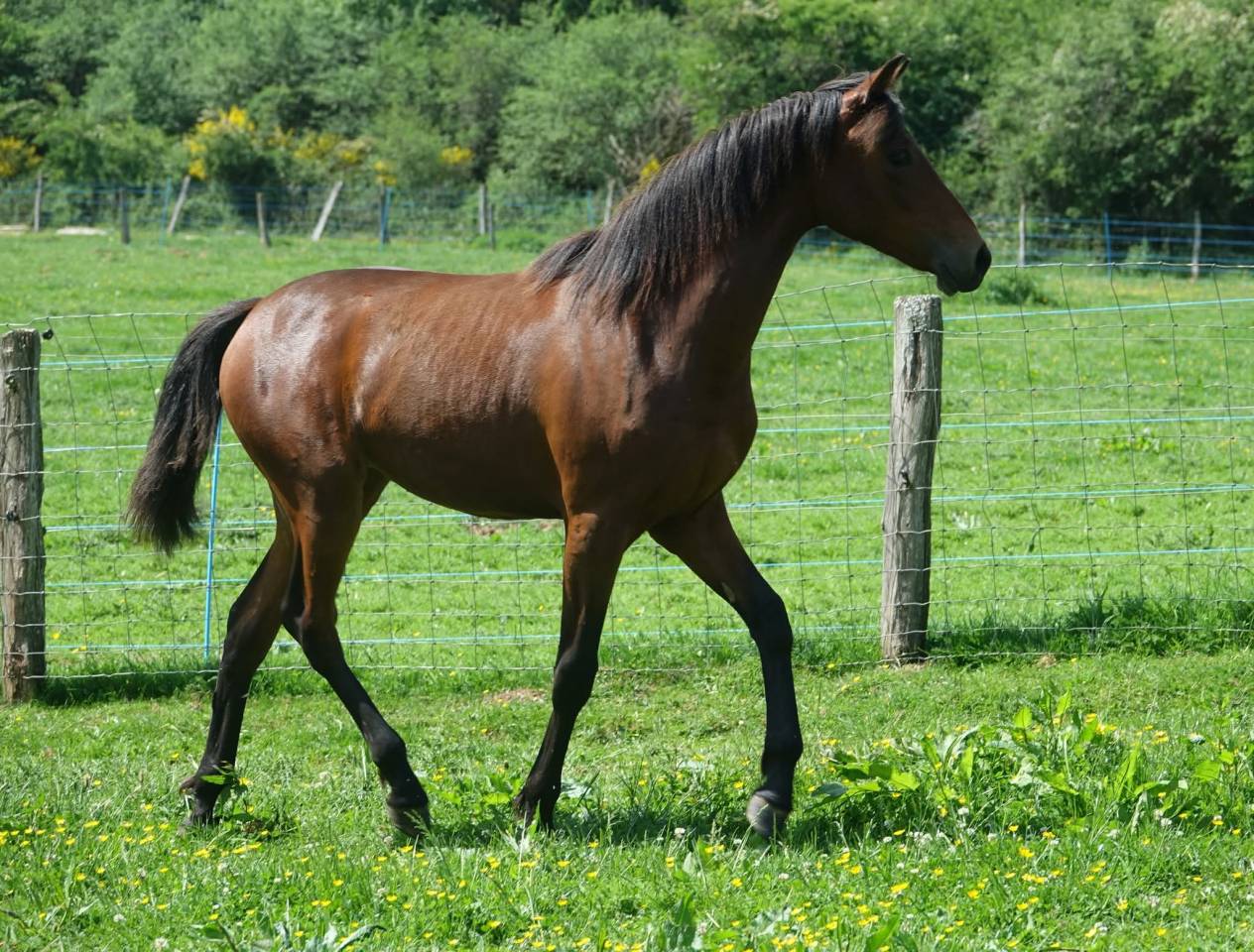 REVA Pouliche croisee prex arabe x rocky mountain horse