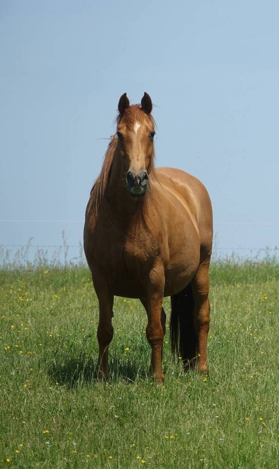 REVA Pouliche croisee prex arabe x rocky mountain horse