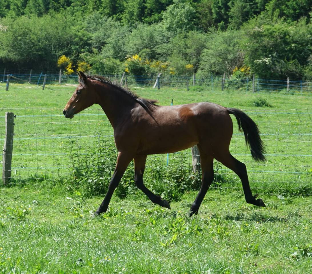 REVA Pouliche croisee prex arabe x rocky mountain horse