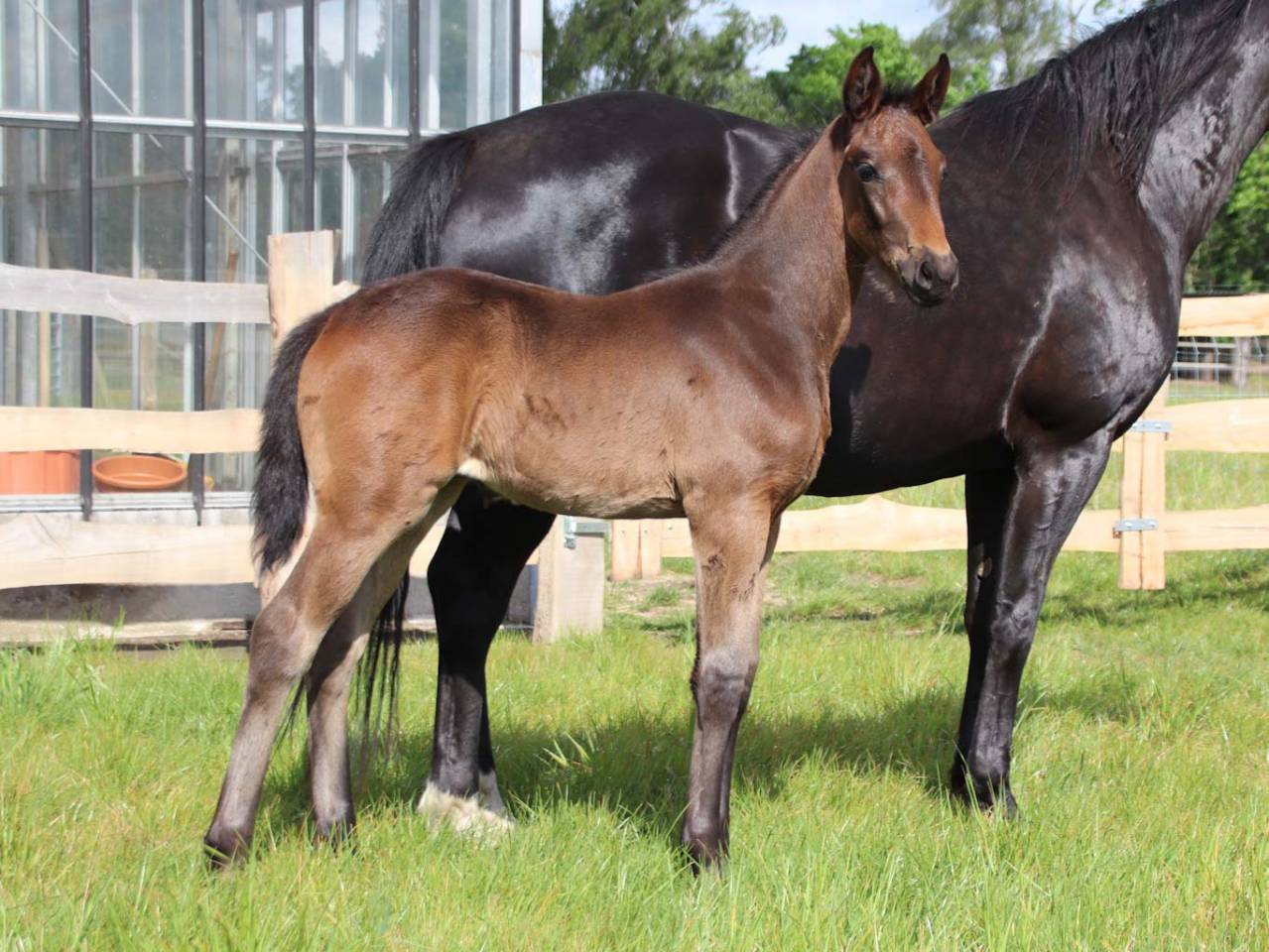 Pouliche de dressage superbe origine