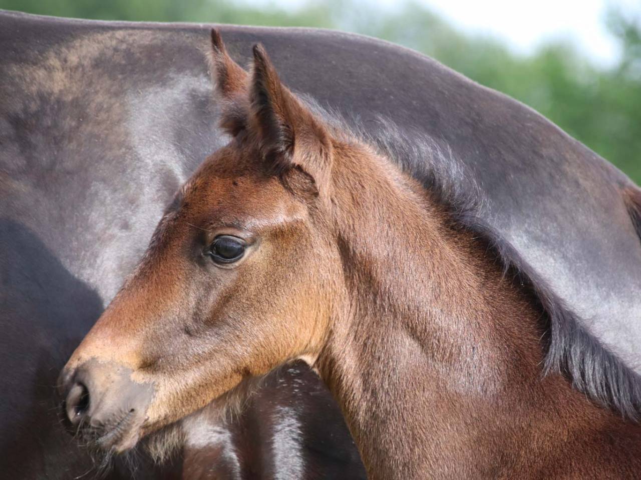 Pouliche de dressage superbe origine