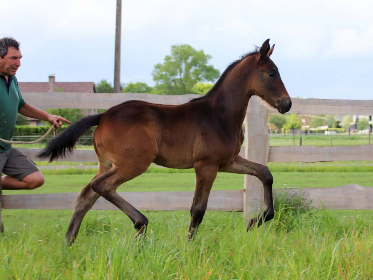 Pouliche de dressage superbe origine