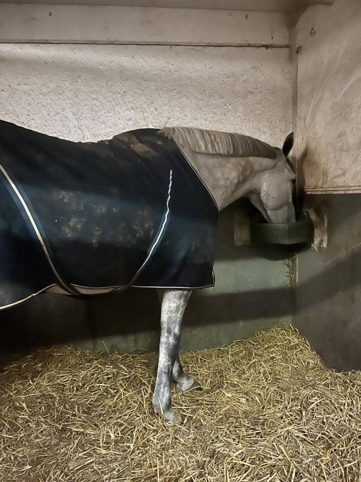 Hongre belgian warmblood 6 ans
