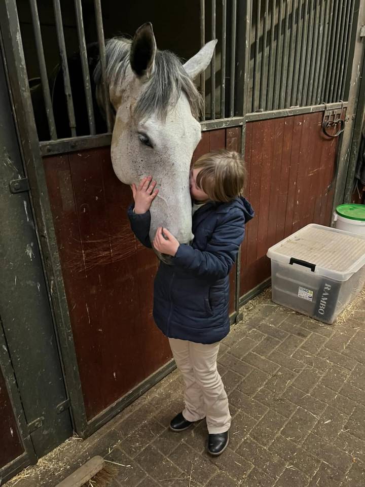 Hongre belgian warmblood 6 ans
