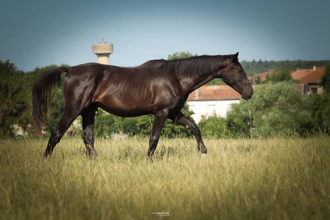 Hongre de 3 ans par Balou du Rouet - Direct &eacute;leveur 