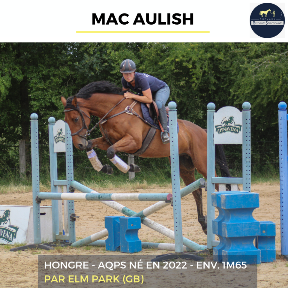 MAC AULISH - AQPS - 4 ANS