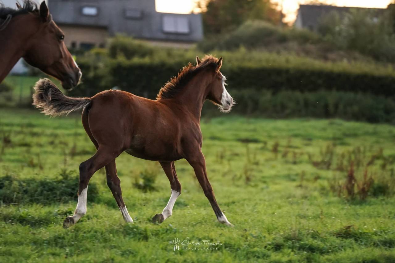 Poney SBS 
