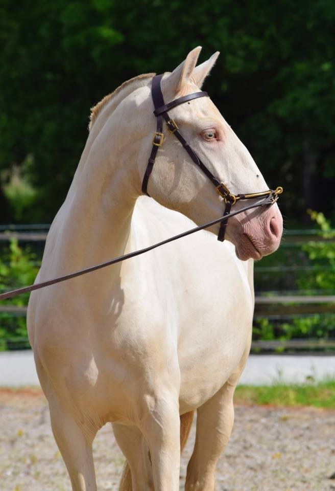 Lusitanienne PSL , pouliche 3 ans, belle g&eacute;n&eacute;tique !